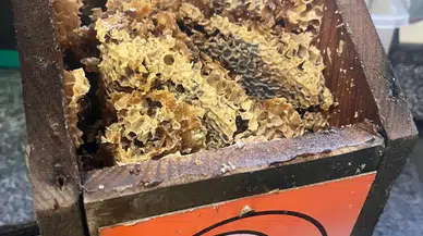 Kuşlar İçin Asıldı, Arıların Yuvası Oldu: Antalya Ormanlarında Şaşırtan Görüntü