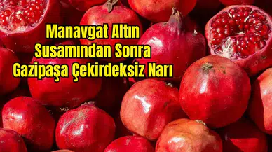 Gazipaşa Çekirdeksiz Narı İçin AB Tescil Başvurusu Yapıldı!