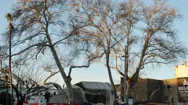 Serik’in Dev Çınarları Artık ‘Anıt Ağaç’