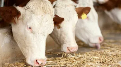 TÜİK açıkladı, devlet destekli tarım sigortalarında toplam sigorta bedeli yüzde 138.1 arttı