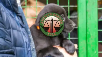 Kumluca Barınağındaki Şiddete Karşı Antalya Barosu’ndan Sert Tepki