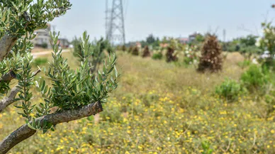 Kepez kocaman bir zeytin bahçesi oluyor