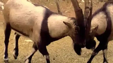 Antalya’nın Gizli Dünyası Fotokapanda