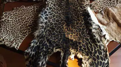 Mersin'de Valizi Açan Ekipler Gözlerine İnanamadı!  Yolcunun bagajından Leopar Postu ve Baykuş Gözü Çıktı