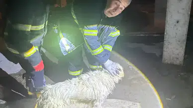 Isparta’da Asansör Boşluğuna Düşen Köpek Kurtarıldı