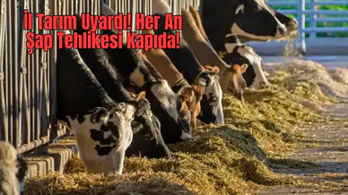 Antalya’daki Üreticiye Kritik Şap Aşısı Uyarısı