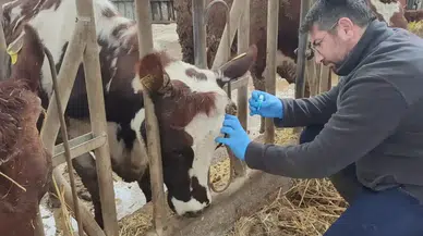 Antalya'da Şap ve Brucella Aşılamaları Sürüyor