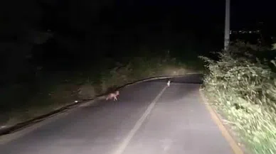 Tavşanı az daha tilkiye kaptırıyorlardı