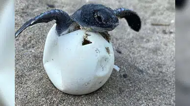 Patara Kumsalında Yaşam Nöbeti: Caretta Carettalar PADEK ile Güvende!