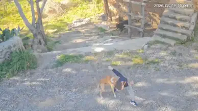 Gazipaşa’da Sahipsiz Köpek Saldırısı