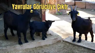 Antalya Doğal Yaşam’da Yavruların Mesaisi Başladı