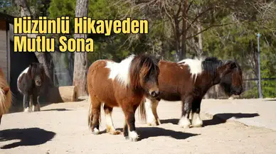 Antalya’da Kurtarılan Midilli Yavrusunun Doğum Günü Kutlandı