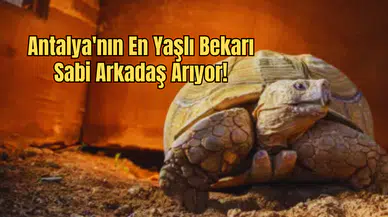 Antalya’nın Sessiz Tanığı Artık Yalnız Kalmak İstemiyor