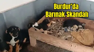 Bucak Belediyesi Barınağında Yavru Köpekler Öldü!