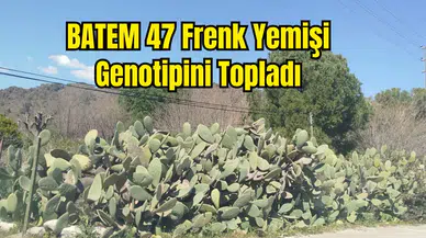 Batı Akdeniz'de Frenk Yemişi Mercek Altında
