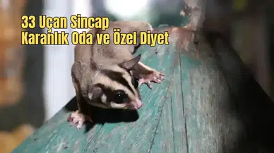 Antalya'da Kaçak 33 Şeker Planörü Koruma Altına Alındı