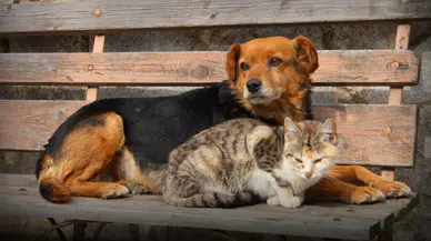 Antalya Büyükşehir Belediyesi'nden Can Dostlar İçin Seferberlik: Satın Alma Sahiplen!