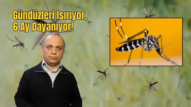 Antalya’da Yoğun Yağışlar Sivrisinek Tehdidini Artırdı