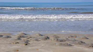 Mersin'de Kıyıya Vuran Tehlike! Görürseniz Arkanıza Bakmadan Uzaklaşın