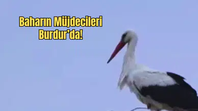 Yarıköy’ün Bahar Misafirleri Geldi: Leylekler Yuvalarına Döndü