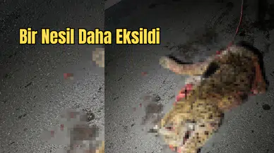 Burdur’da Üzücü Olay: Koruma Altındaki Vaşak Telef Oldu