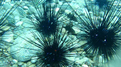 Karadeniz türleri tehlike altına girdi, Kızıldeniz'den Akdeniz'e geçen tür sayısı 70 oldu