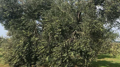  SICAKLAR ZEYTİNİ DE VURDU