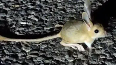 Kırmızı listedeki Arap tavşanı Tunceli'de görüldü