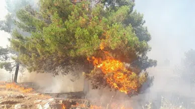 Adıyaman'da orman yangını