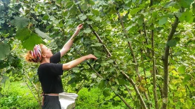 "AKP fındık fiyatını açıklamaya utanıyor"