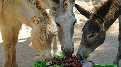 Sevimli dostlara buzlu meyve servisi