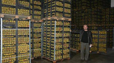 Korkuteli ayvası Avrupa’da