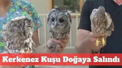 Tedavi gören kuşlar doğaya salındı