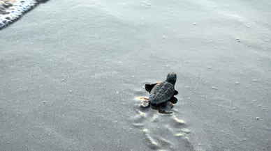 Çıralı Sahili'nde carettalar denize kavuştu