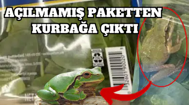 MİDE BULANDIRAN OLAY; ISPANAK PAKETİNDEN CANLI KURBAĞA ÇIKTI