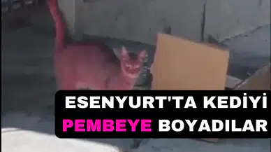 ESENYURT'TA KEDİYİ PEMBEYE BOYADILAR