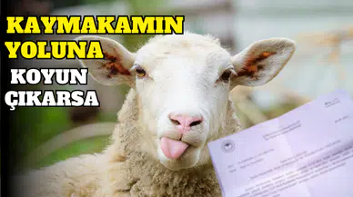 KAYMAKAMIN YOLUNA KOYUN ÇIKARSA