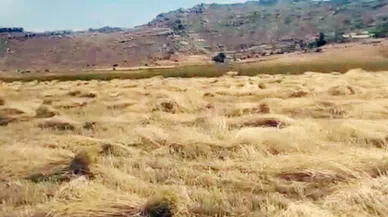 Hububat hasadında büyük düşüş