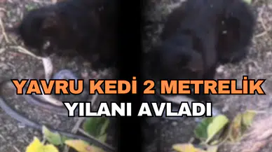 YAVRU KEDİ 2 METRELİK YILANI AVLADI