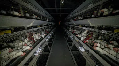 “Kafes sistemi çağ dışıdır!”