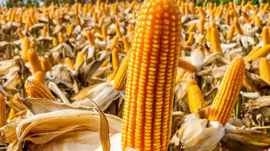 Mısır alım fiyatı açıklandı