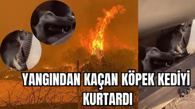 Çanakkale yangınından kaçan köpek kediyi kurtardı