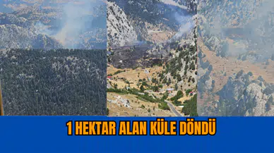 Antalya Alanya'da 1 hektar alan küle döndü