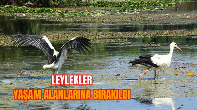 Leylekler, yaşam alanlarına bırakıldı