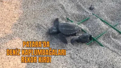 Patara'da deniz kaplumbağaları rekor kırdı