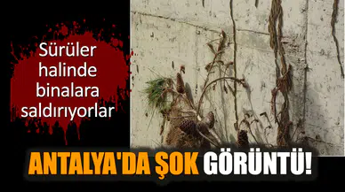 Antalya'da şok görüntü! Sürüler halinde binalara saldırıyorlar!