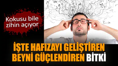 İşte hafızayı geliştiren, beyni güçlendiren o bitki