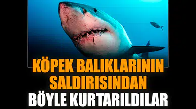Köpek balıklarının saldırısından böyle kurtarıldılar