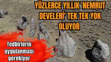 Yüzlerce yıllık 'Nemrut Develeri' tek tek yok oluyor 