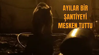Yüksekova şantiyesinde ayı korkusu!